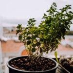 Ogródek ziołowy na parapecie: świeże dodatki do potraw